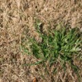 Maximizing Turf Health: The Optimal Time for Applying Pre-Emergent Herbicide